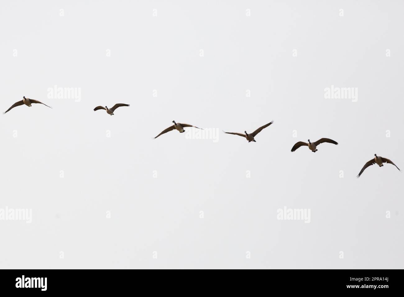 Flock of Canada Geese Stock Photo - Alamy
