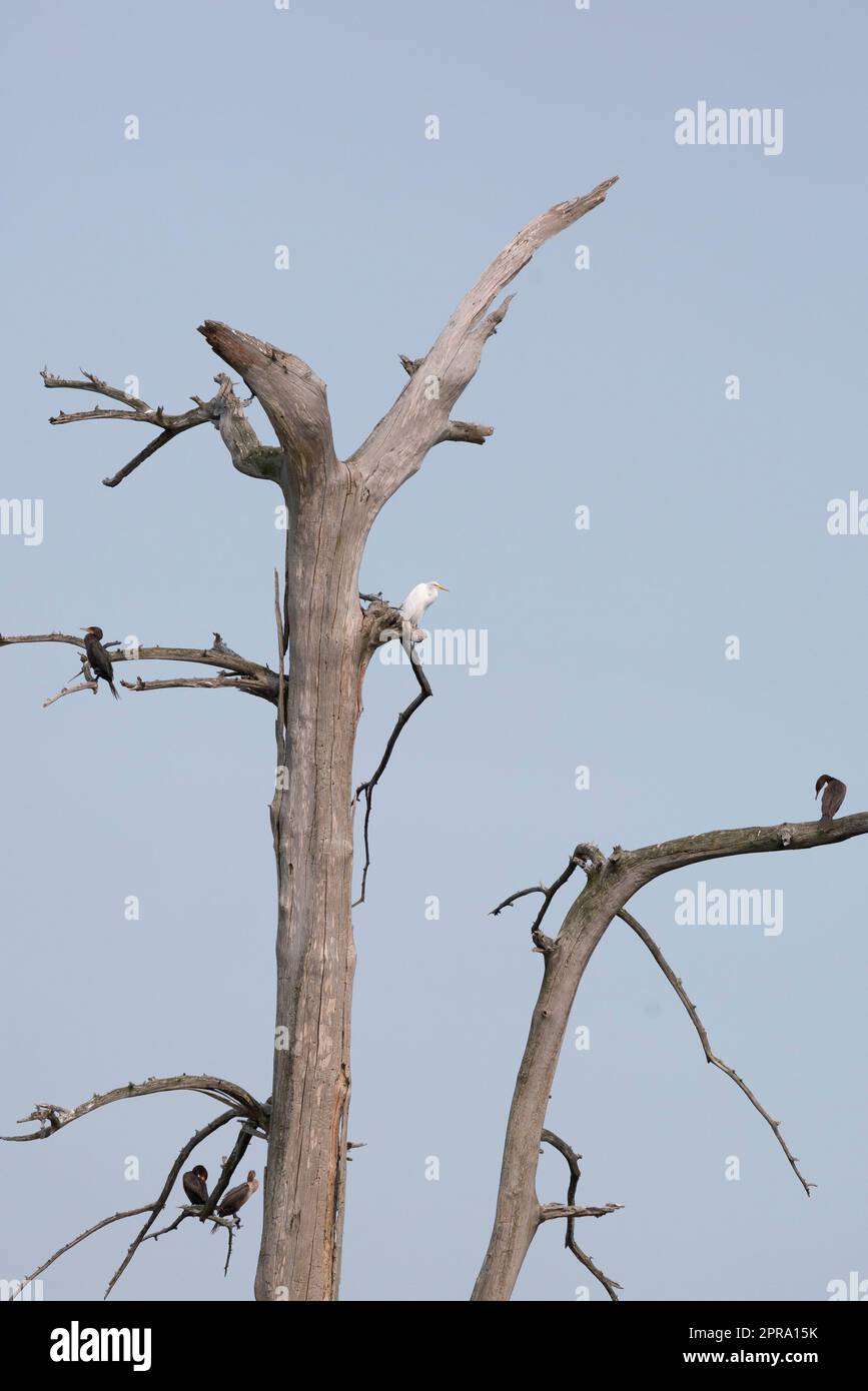 DoubleCrested Cormorants and Great Egret Stock Photo Alamy