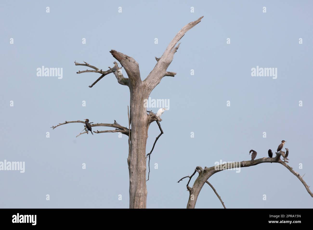 DoubleCrested Cormorants and Great Egret Stock Photo Alamy