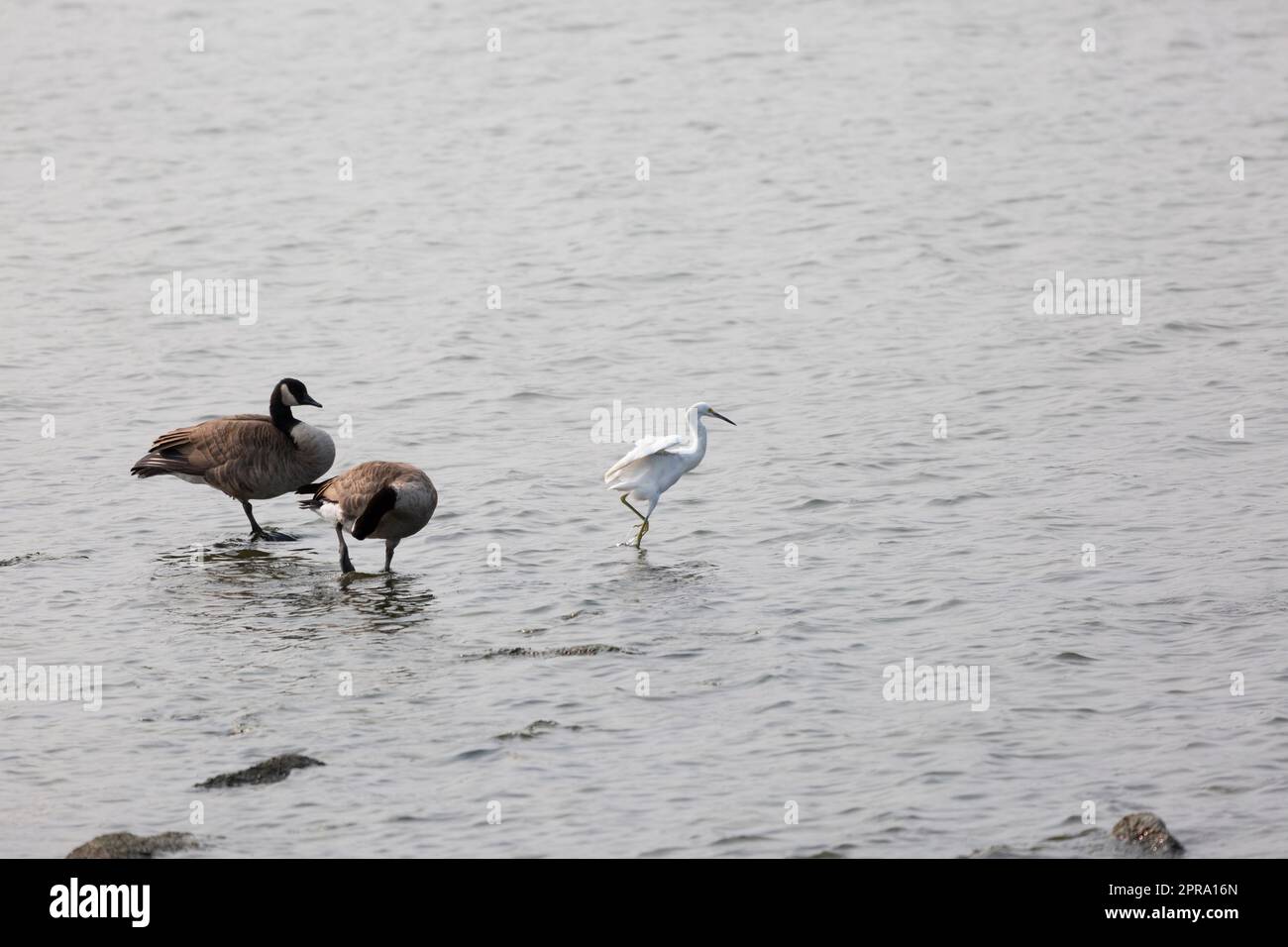 Immature Snowy Egret with Canada Geese Stock Photo