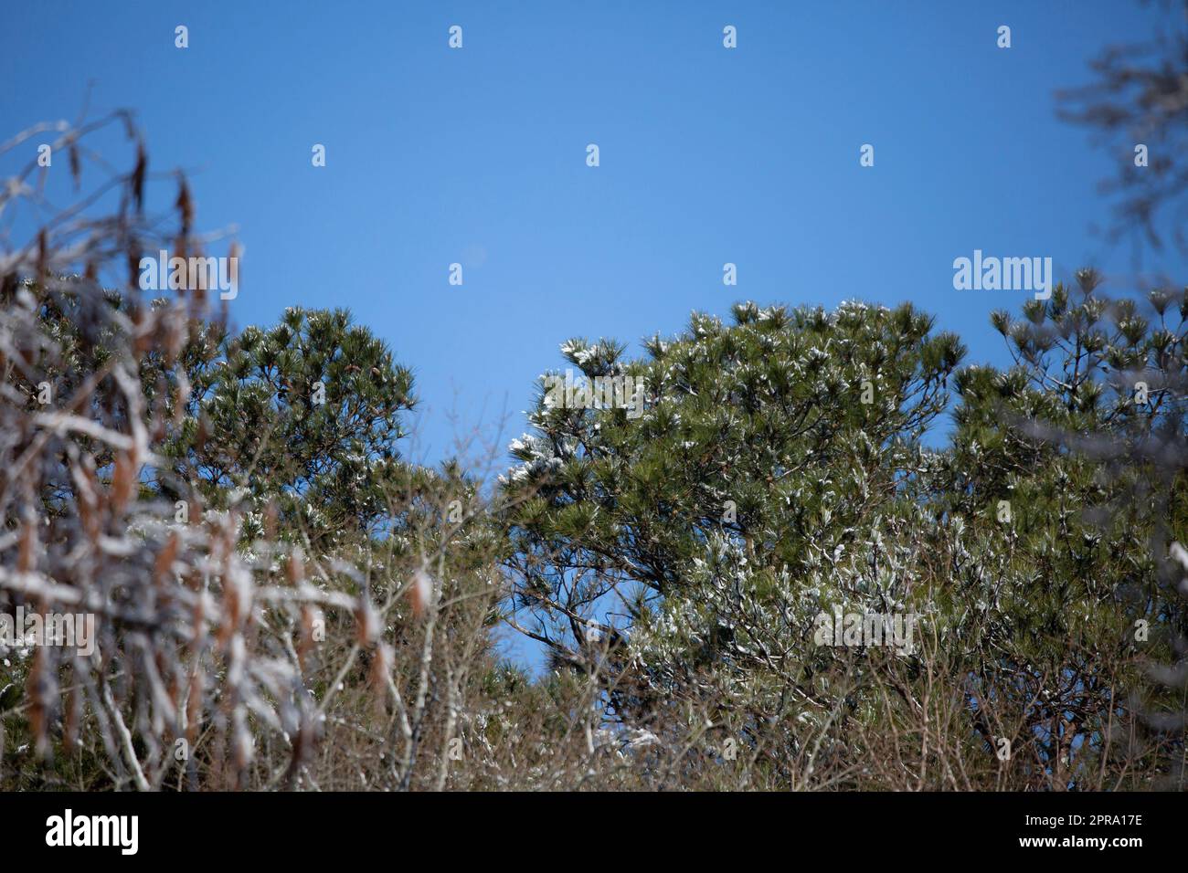 Snow-Covered Tree Branches Stock Photo