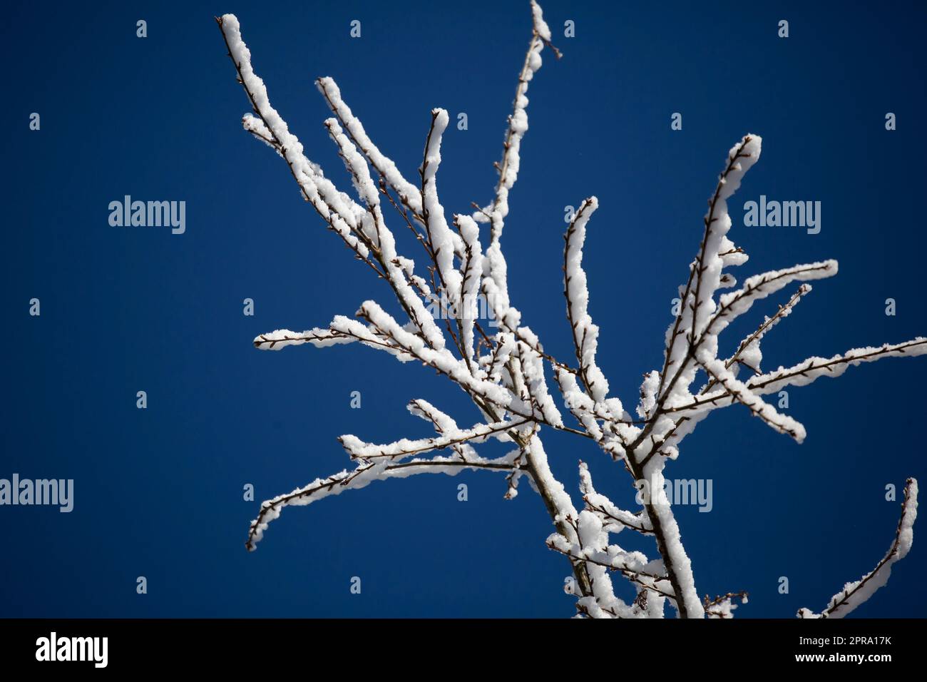 Snow-Covered Tree Branches Stock Photo