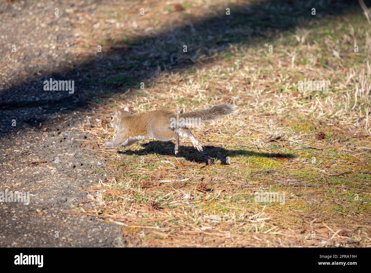 Eastern Gray Squirrel Bounding Away Stock Photo Alamy