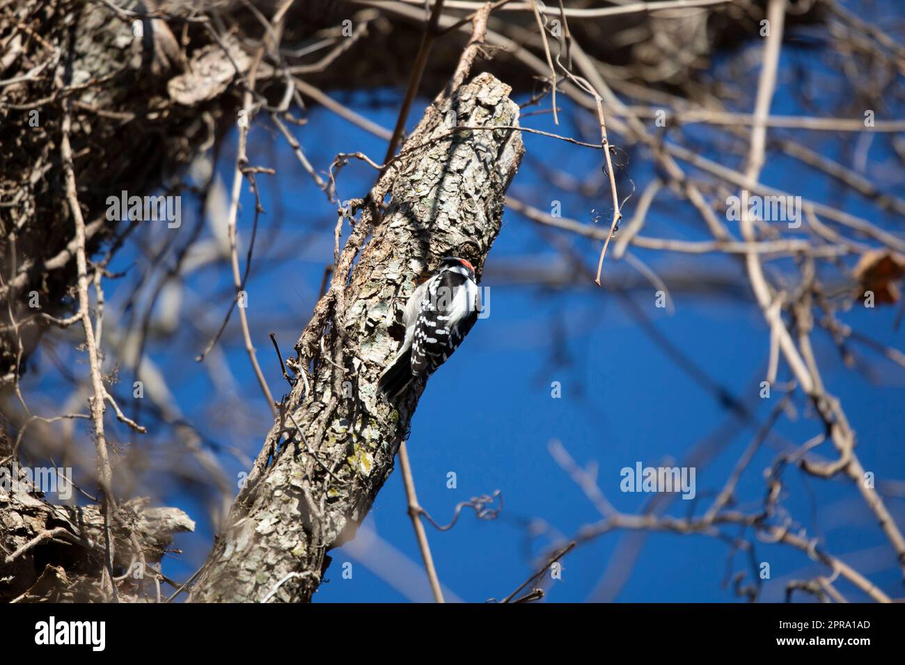 Hairy Woodpecker Digging into a Tree Stock Photo - Alamy