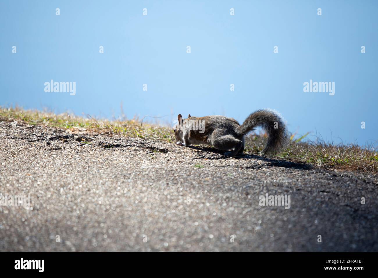 Exploring squirrel hi-res stock photography and images - Alamy
