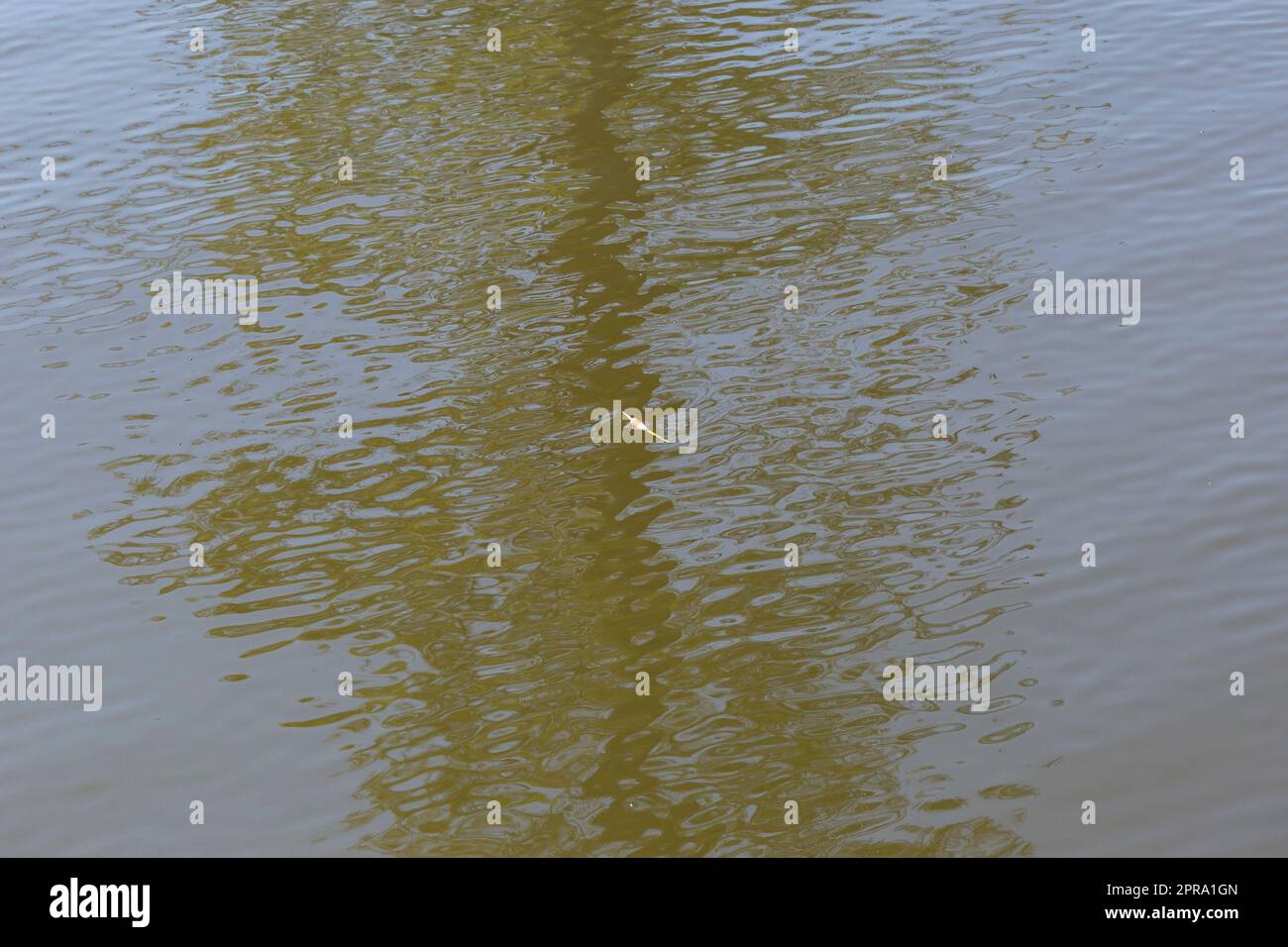 red and white floating fishing bobber with white fish line on dark blue  water Stock Photo - Alamy