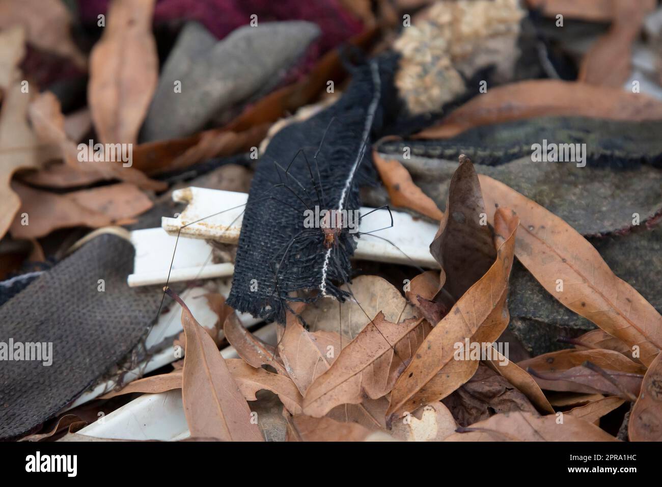 Eastern Harvestman Arachnid Stock Photo - Alamy