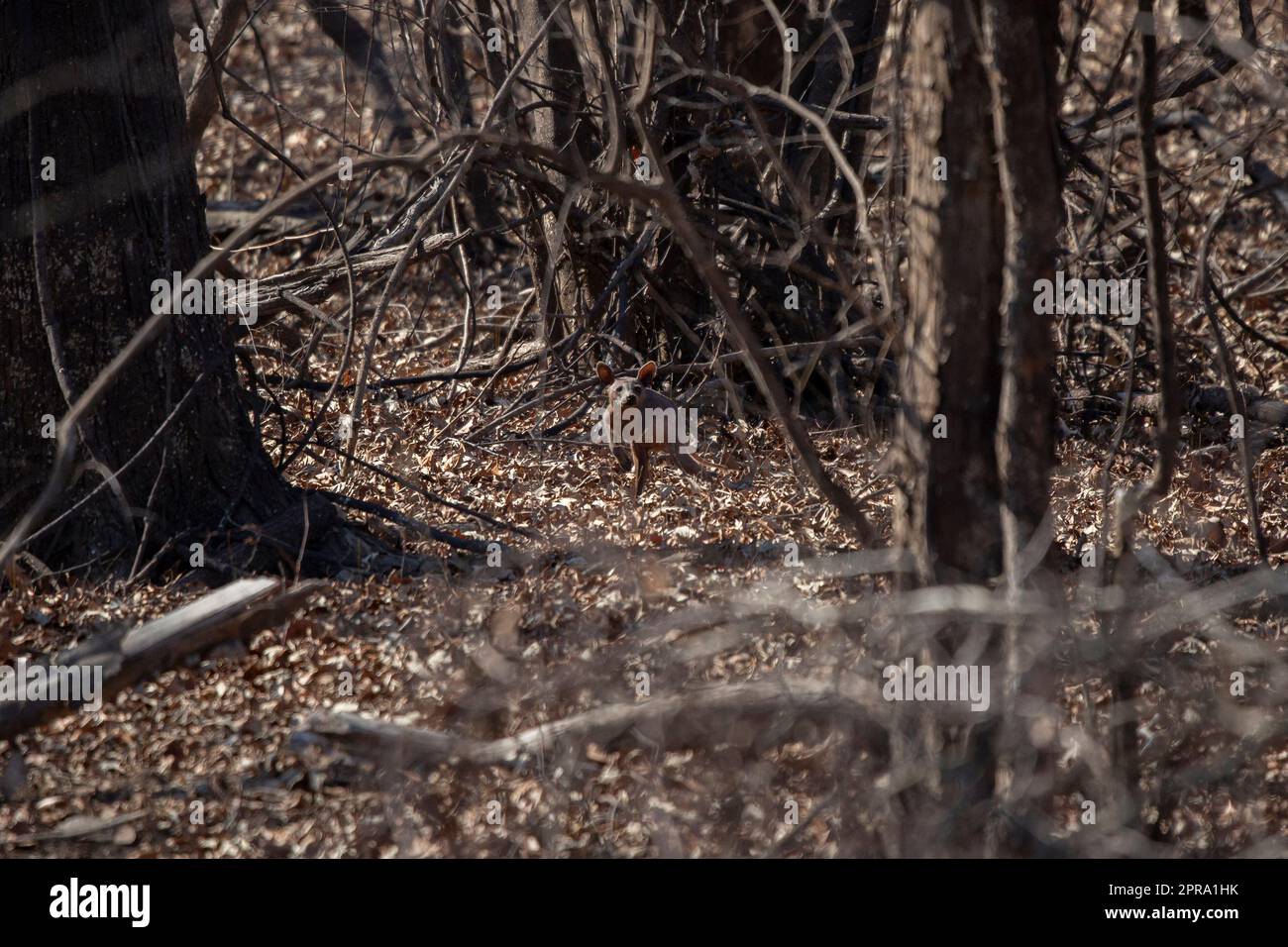 Curious Diseased Raccoon Stock Photo - Alamy