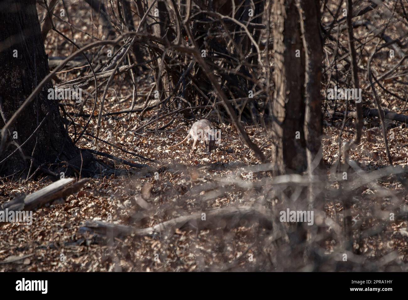 Diseased Common Raccoon Stock Photo - Alamy
