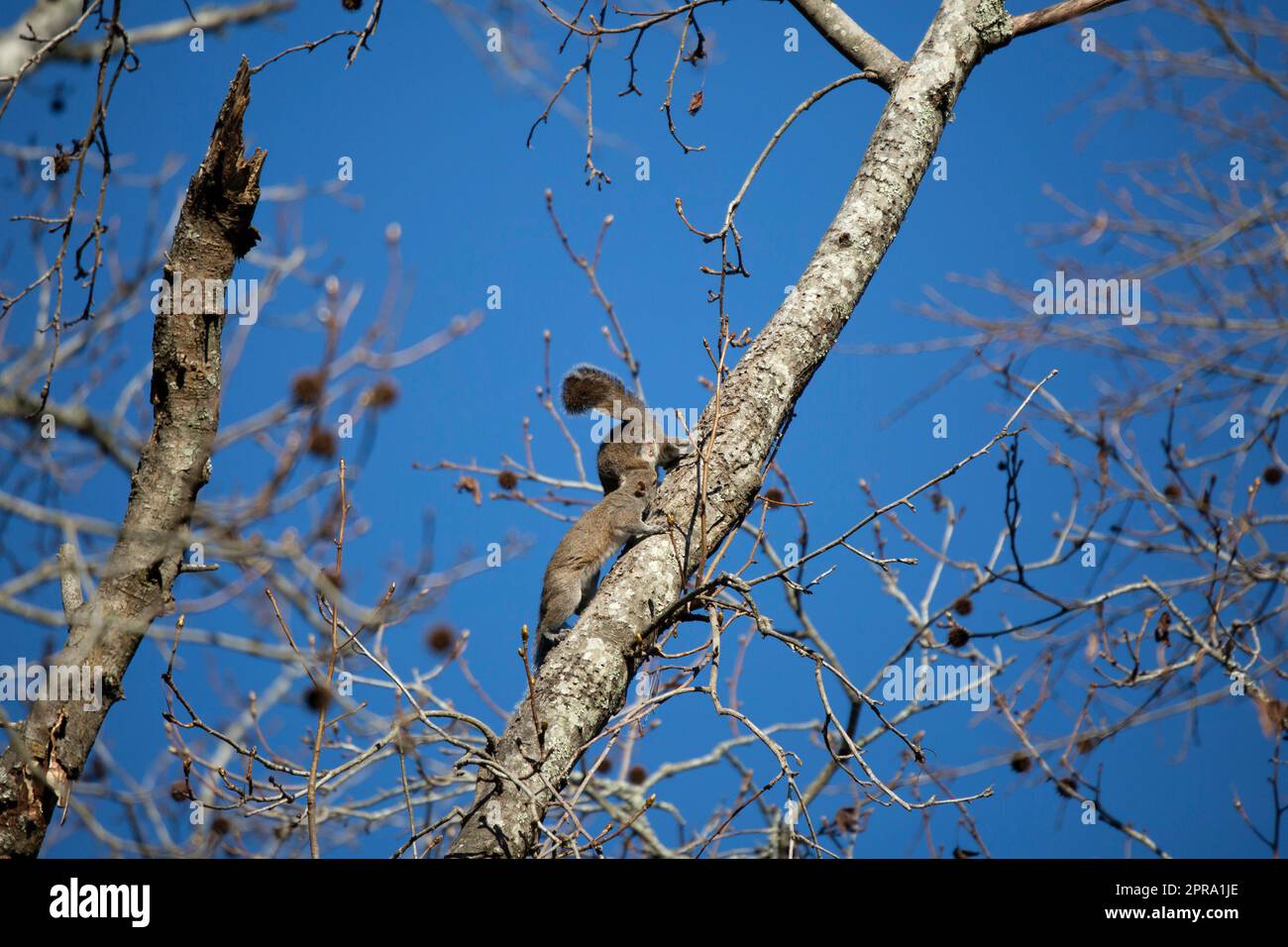 Pair of Eastern Gray Squirrels Stock Photo