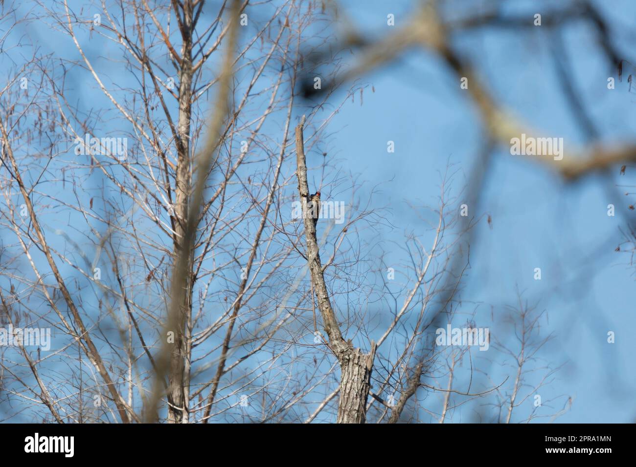 northern-flicker-woodpecker-stock-photo-alamy