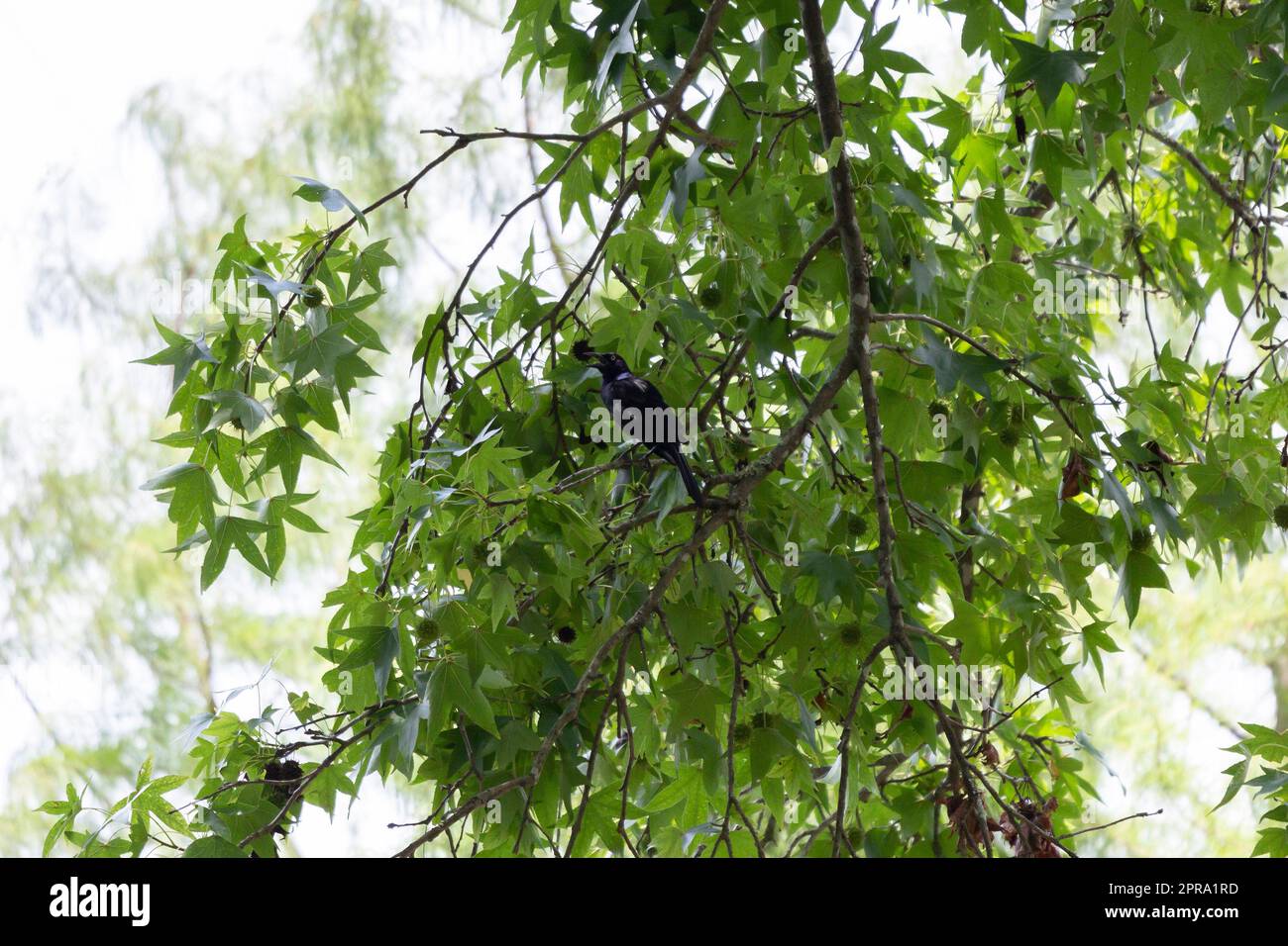 Common Grackle Calling Stock Photo Alamy
