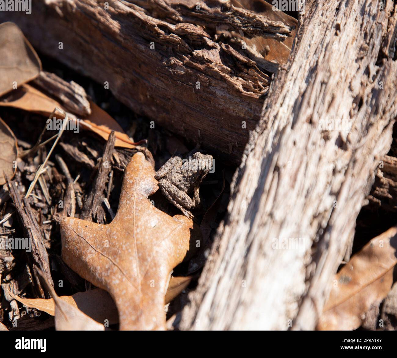 Young Blanchard's Cricket Frog (Acris Crepitans Blanchardi) Between Two ...