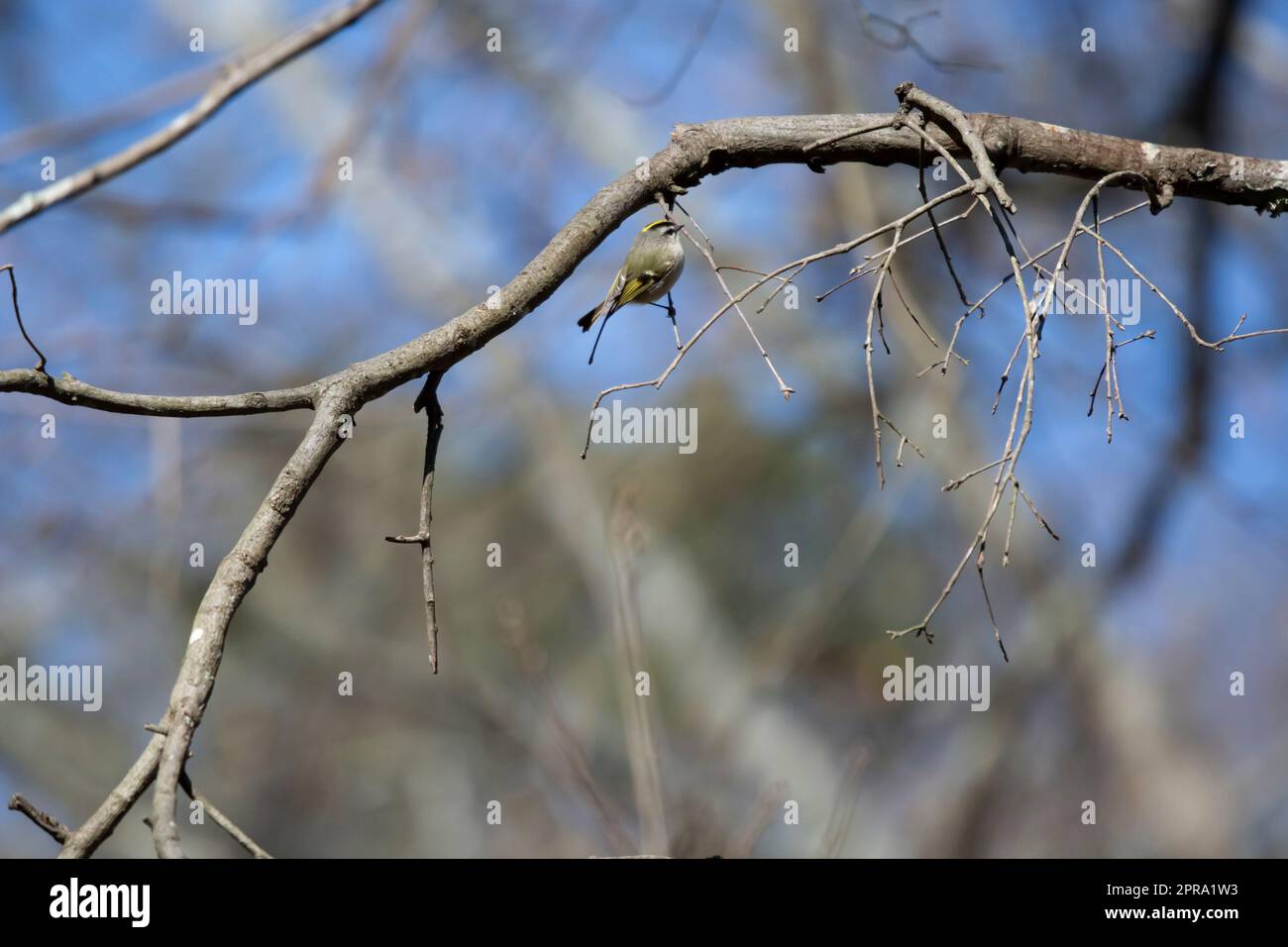 Orange crowned kinglet hi-res stock photography and images - Alamy