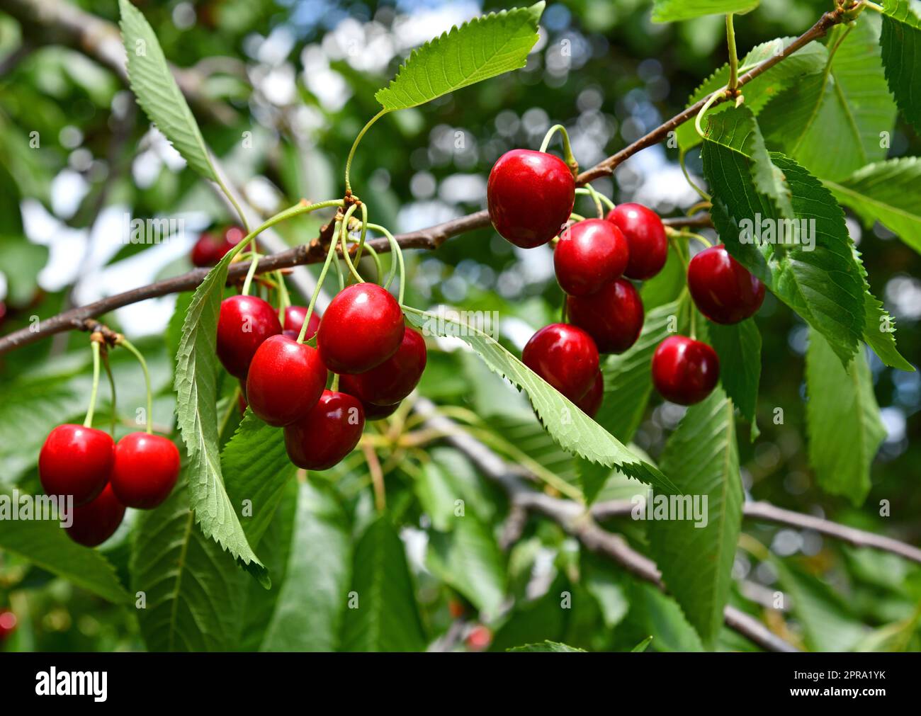 canning-cherries-hi-res-stock-photography-and-images-alamy