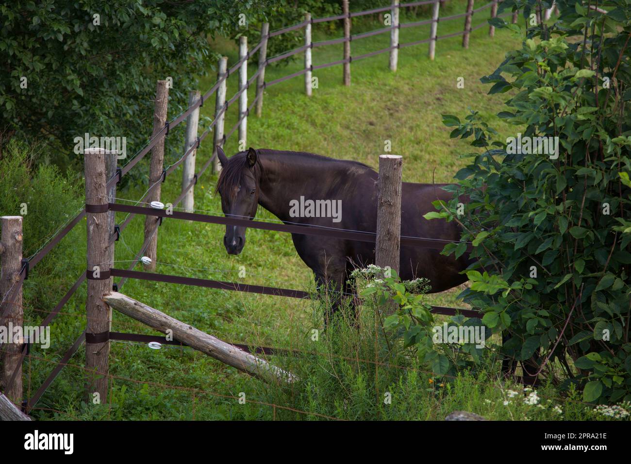brown horse in enclosure country farm animal wooden fence green field Stock Photo