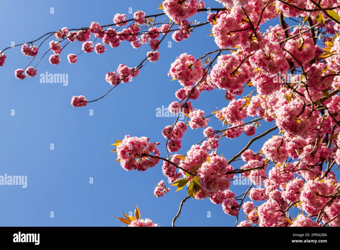 Japanese cherry blossom branch in spring Stock Photo - Alamy