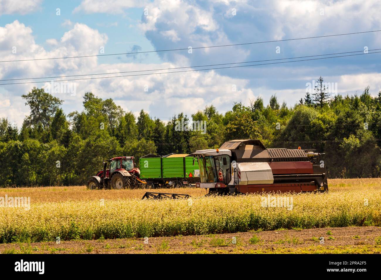 Tractor and trailer moves in a field with working combine harvester Stock Photo