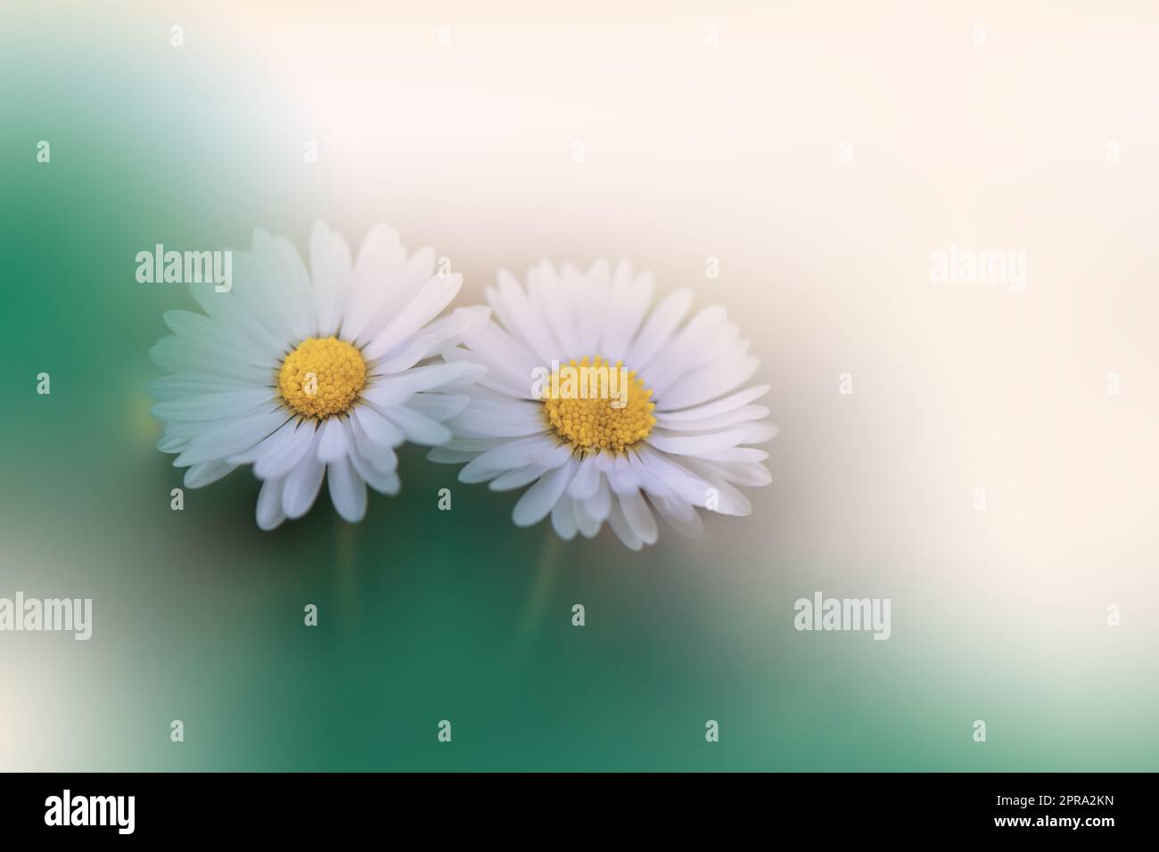 Beautiful Nature Background.Floral Art Design.Abstract Macro Photography.White Daisy Flower.Soft Focus.Pastel Flowers.Green Background.Creative Artistic Wallpaper.Wedding Invitation.Celebration,love.Close up View.Happy Holidays.White Color.Copy Space. Stock Photo