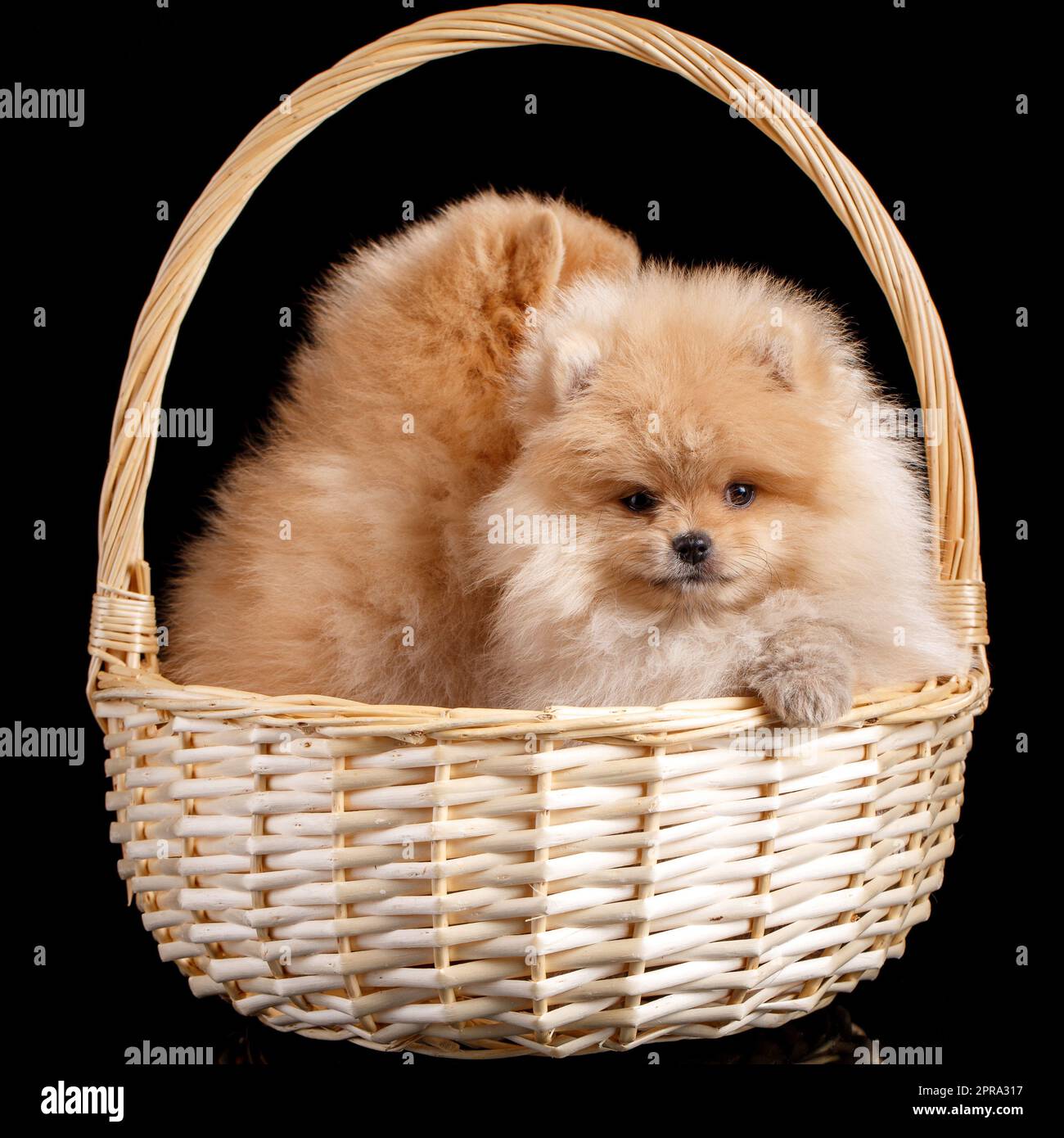 Two Pomeranian Spitz puppies sitting in a wicker basket on a black background. Stock Photo