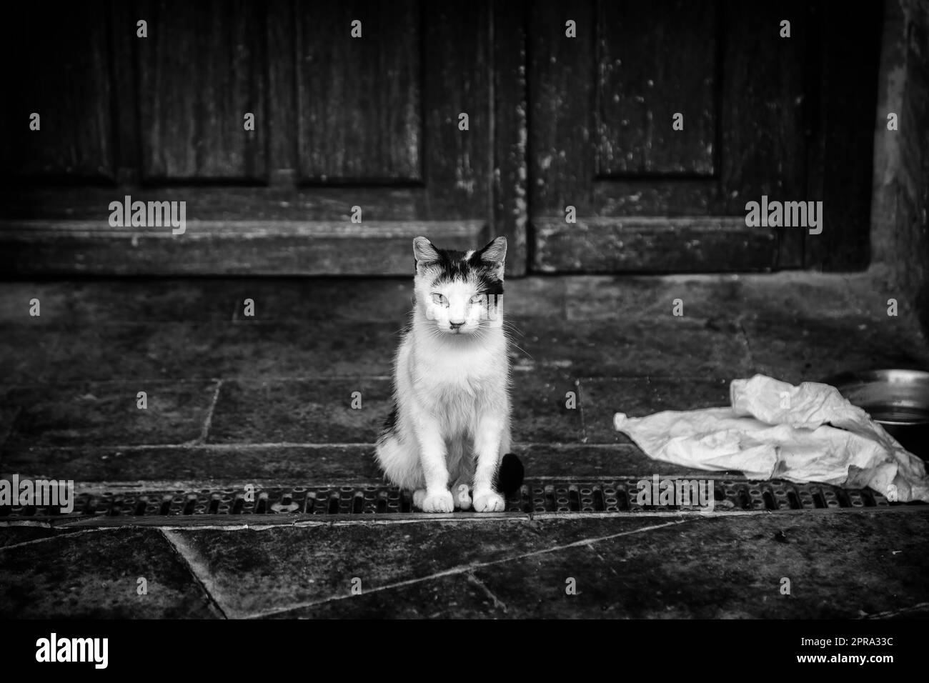 Street abandoned cats Stock Photo