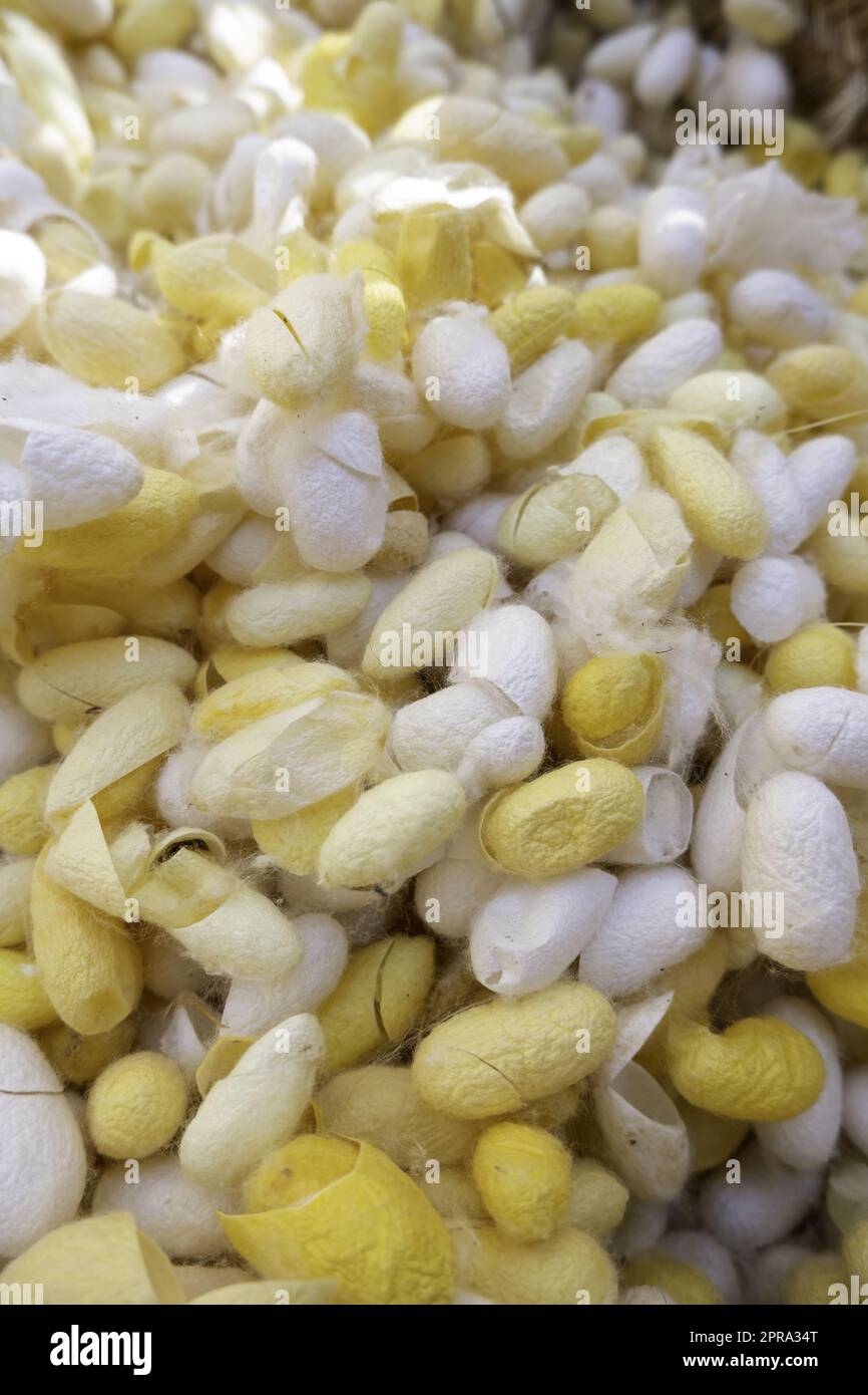 Natural silkworm cocoons Stock Photo