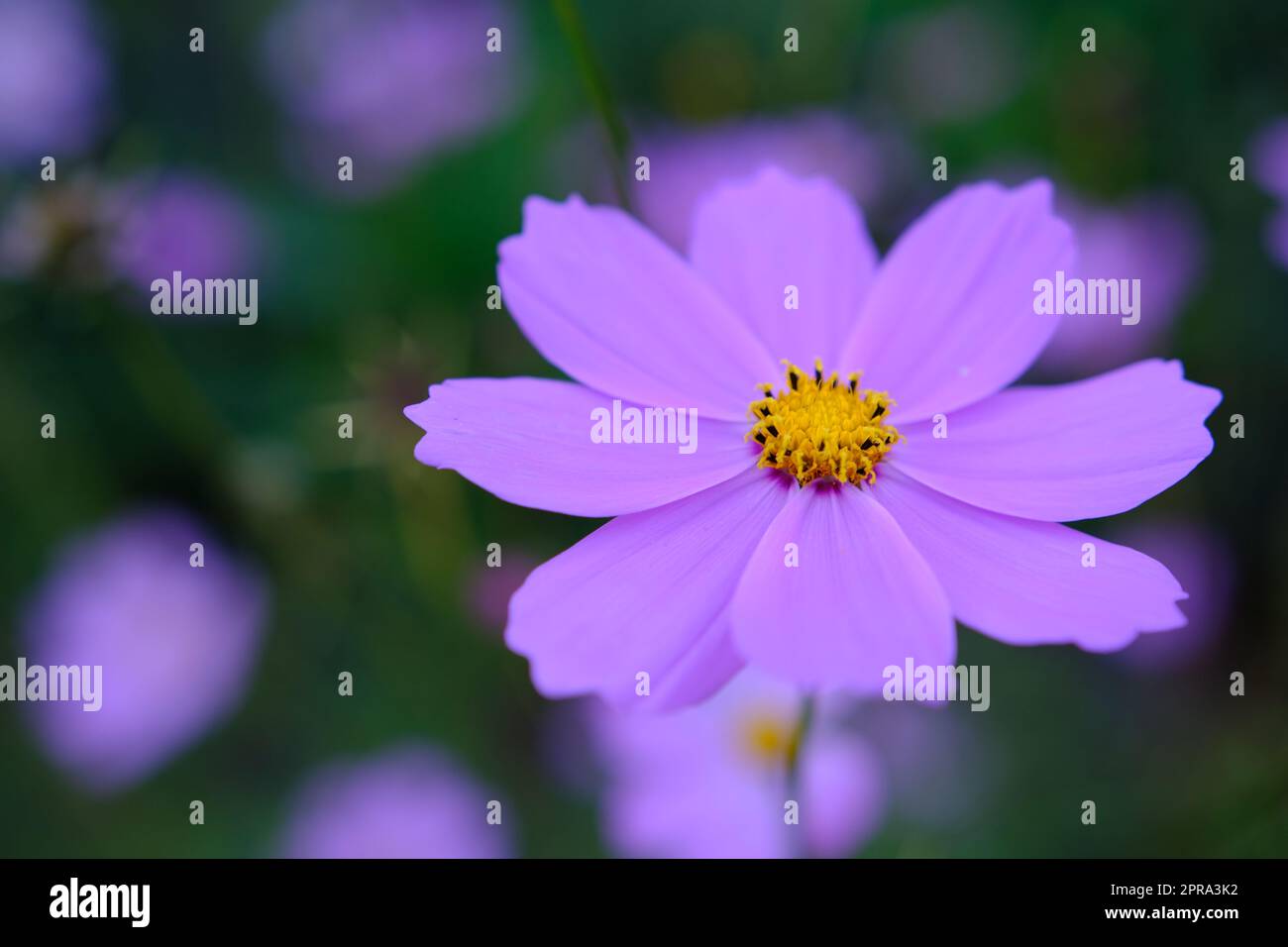 Bright pink cosmos aka aster flowers fin: kosmos kukka in a closeup image with some greens in the background. Beautiful spring flowers photographed in Stock Photo