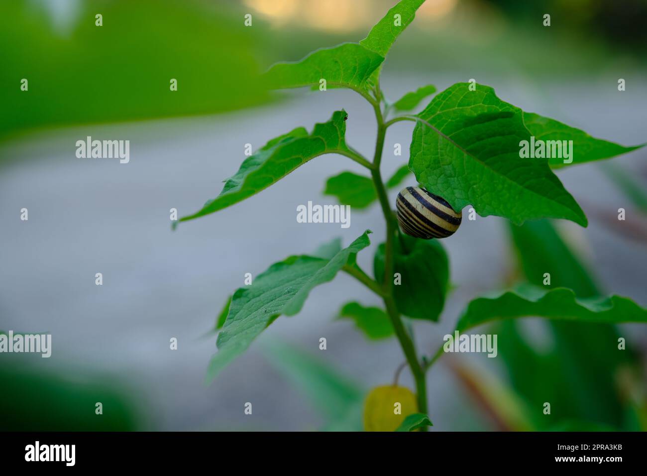 snail crawls on a physalis branch on suny day Stock Photo