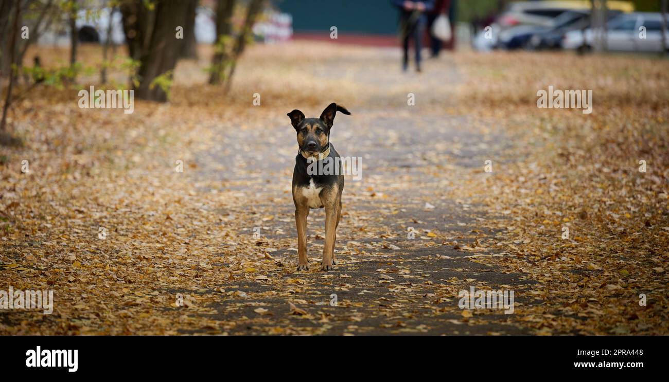A mongrel dog stands in the middle of an alley in an autumn park Stock ...