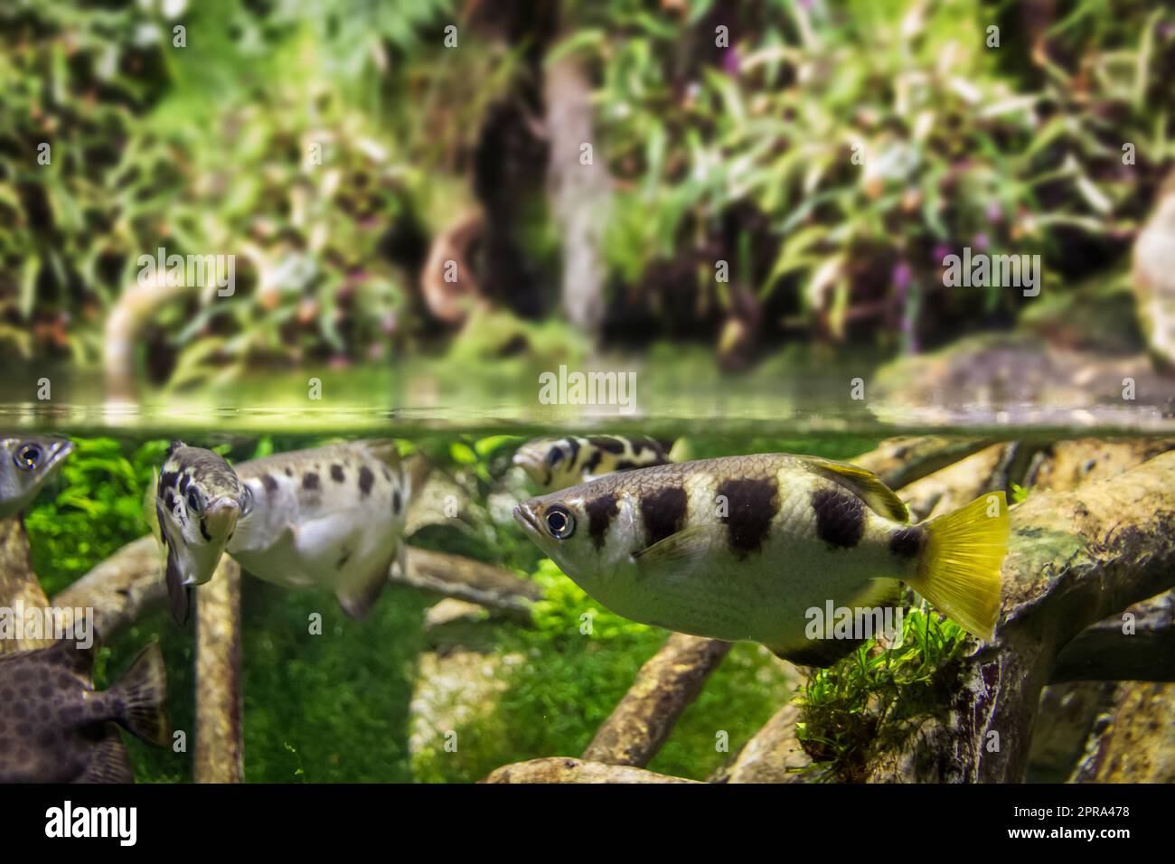 Banded archerfish close-up view in mangrove water Stock Photo