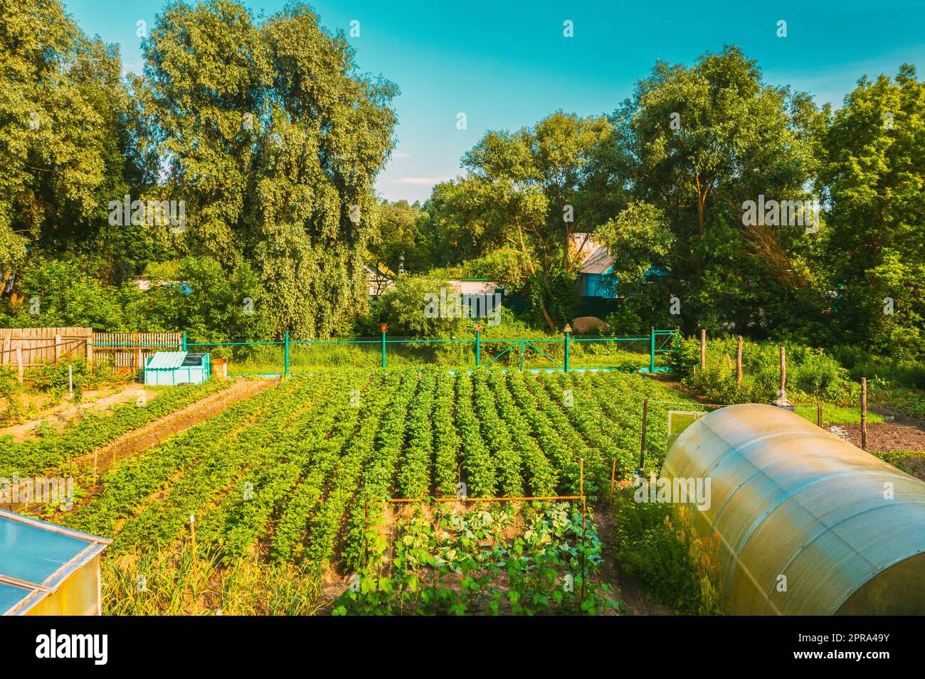 Elevated View Of Vegetable Garden In Small Town Or Village. Potato Plantation And Hothouse At Summer Evening. Village Garden Beds Stock Photo