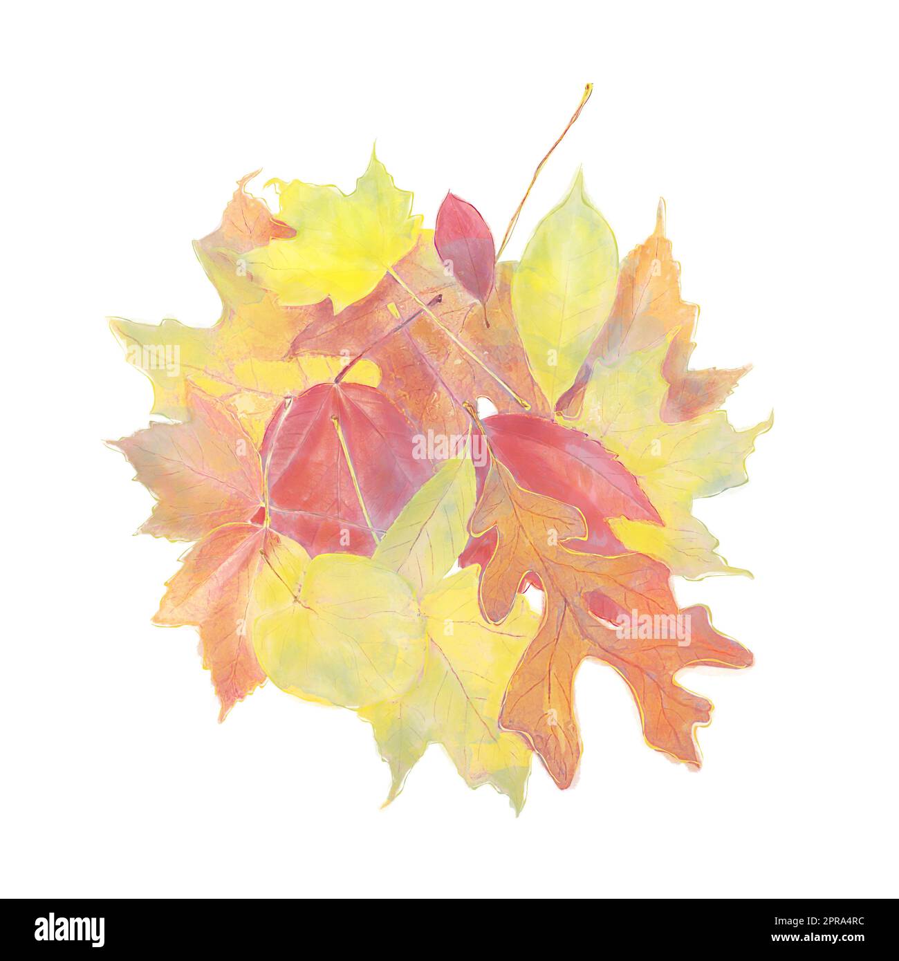 Watercolor Image of Colorful Autumn Leaves isolated on white background ...
