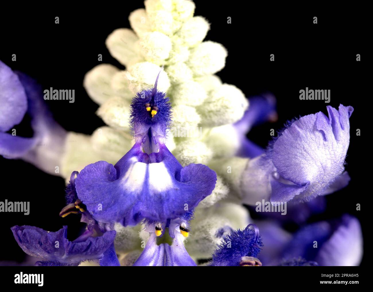 Salvia Sallyfun Blue Emotion Stock Photo Alamy