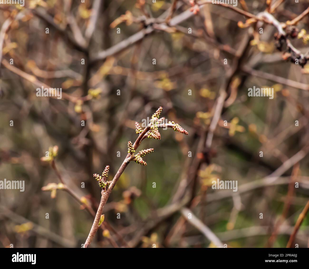 Sumac In Spring Buds and leaves of sumac Rhus trilobata in spring Stock Photo - Alamy