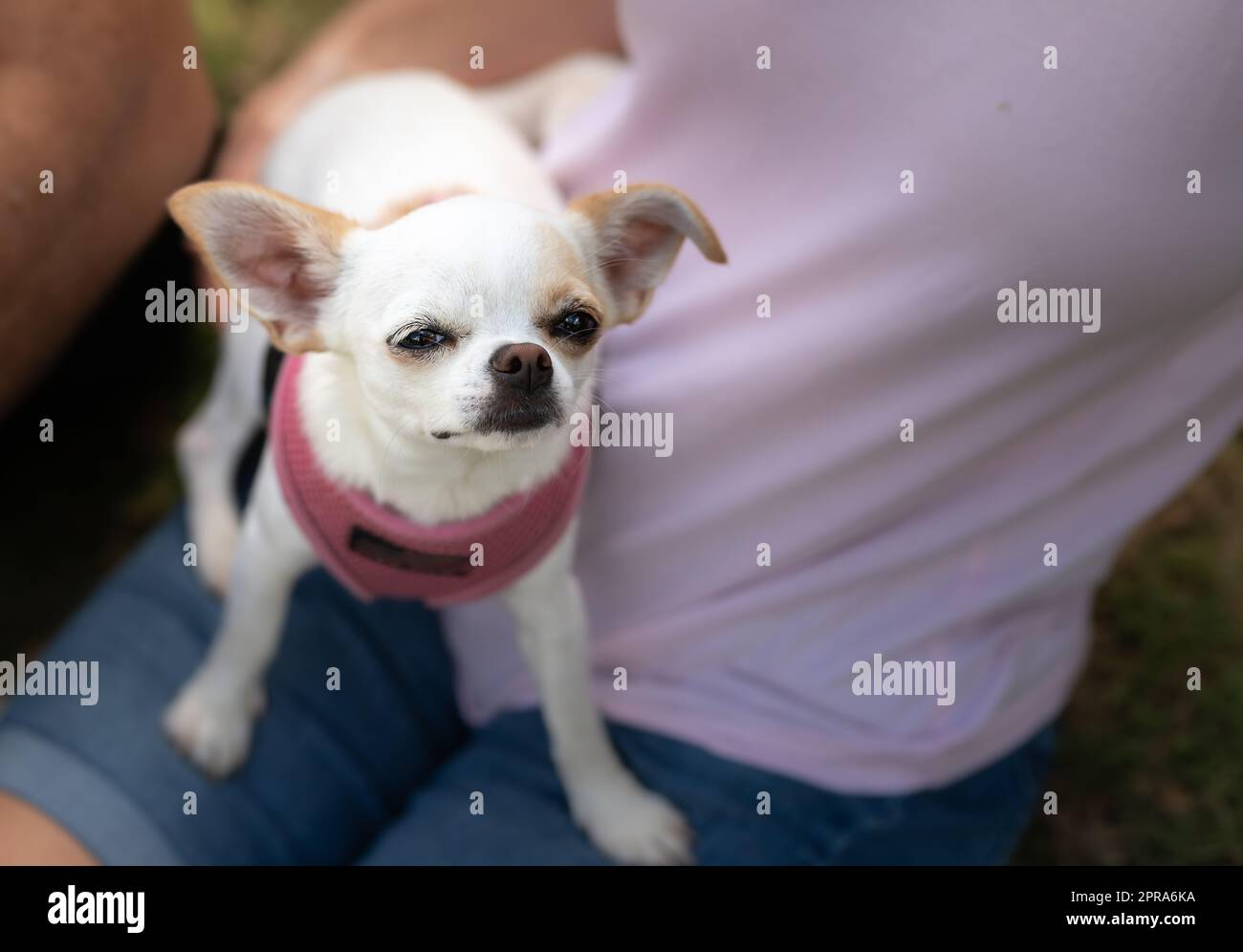 Chihuahua dog sitting in owners lap Stock Photo Alamy
