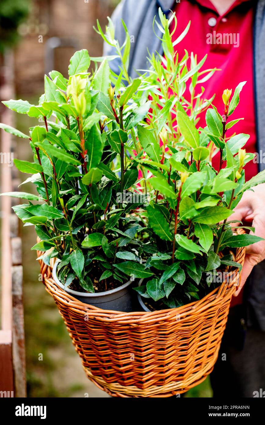 Green seedlings in basket. Young green plants. The theme of spring and agriculture Stock Photo