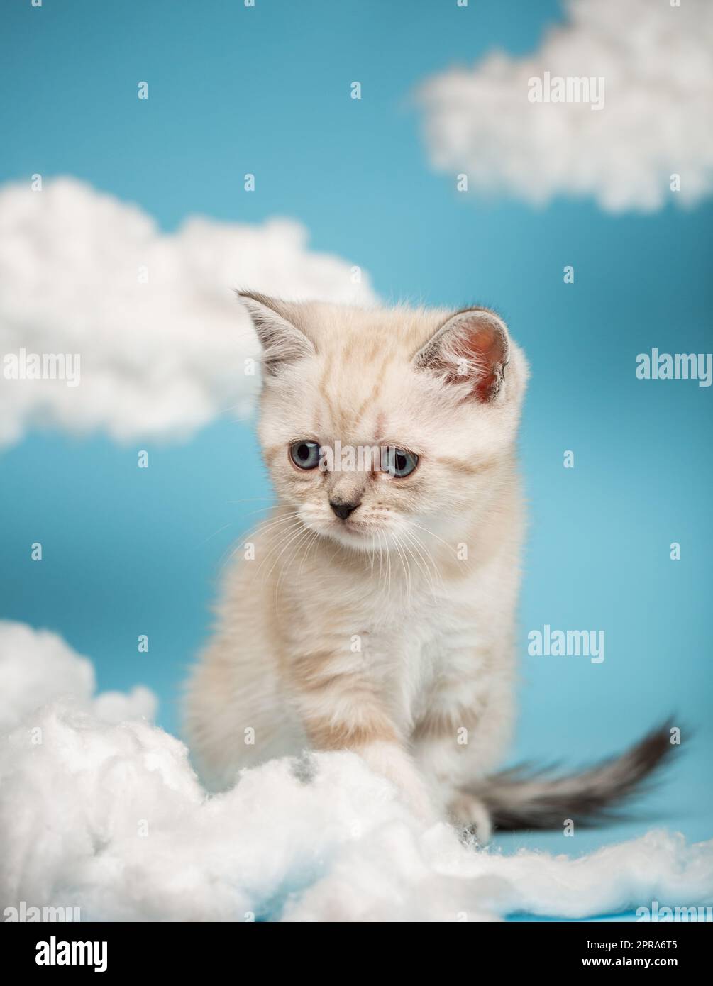 Scaredy kat hi-res stock photography and images - Alamy