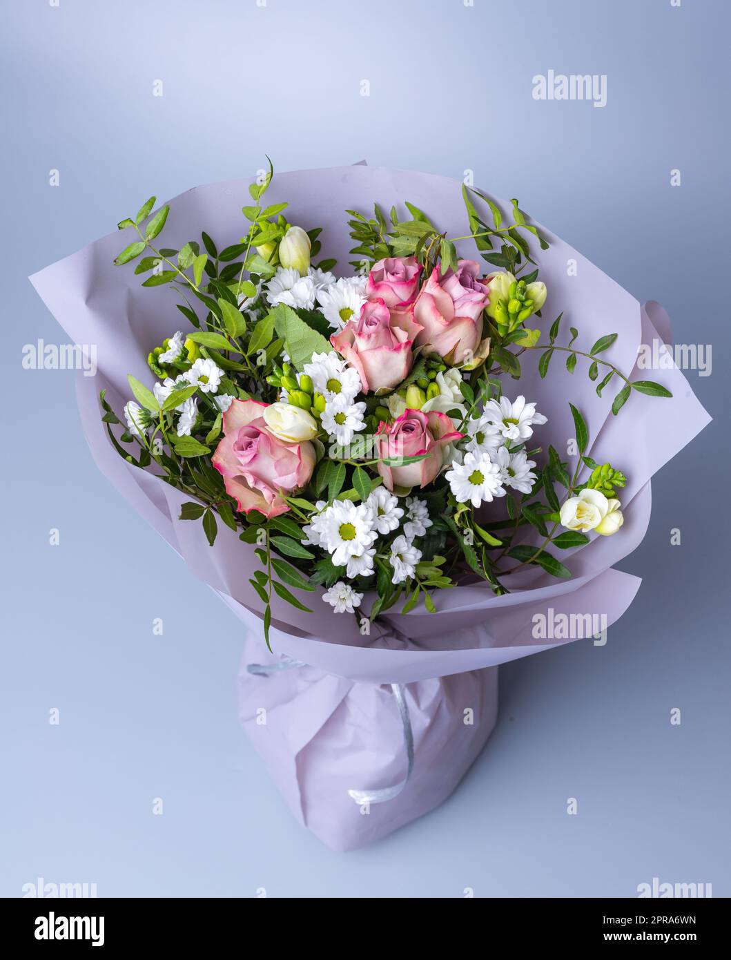 Top view of a bouquet of roses and green twigs on a blue background. Stock Photo