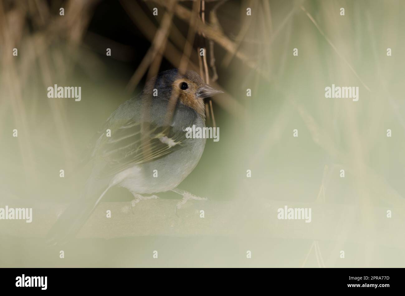 Fringilla canariensis canariensis hi-res stock photography and images ...