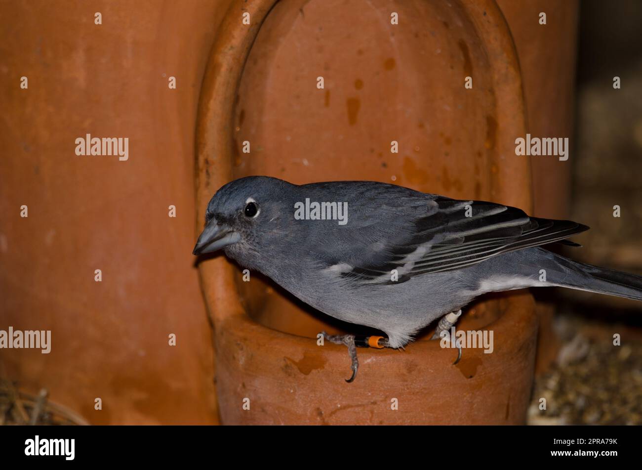Gran Canaria blue chaffinch drinking water Stock Photo Alamy