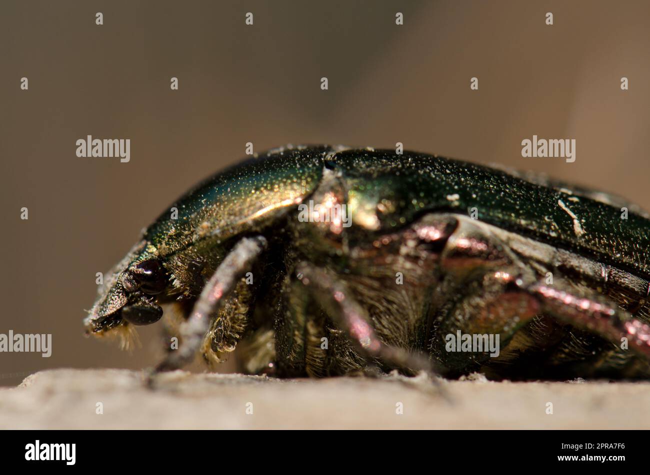 Copper chafer Protaetia cuprea Stock Photo - Alamy