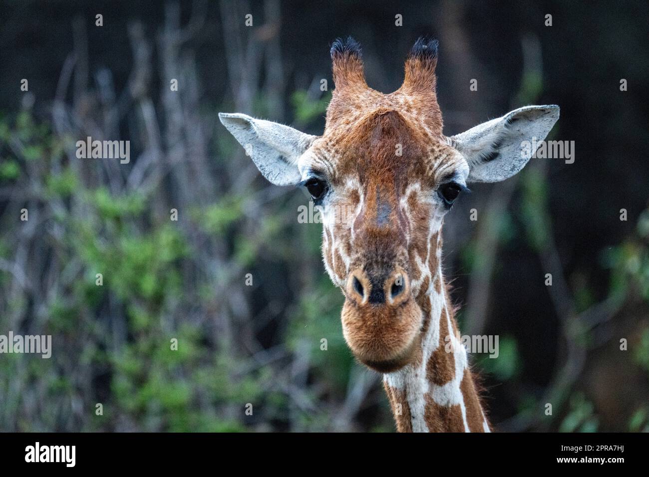 Close-up of reticulated giraffe head facing camera Stock Photo
