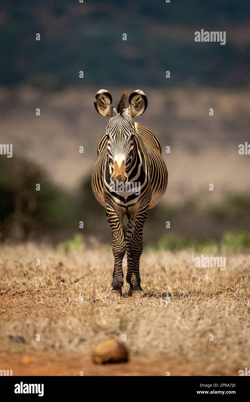 Grevy zebra stands on grassland facing camera Stock Photo