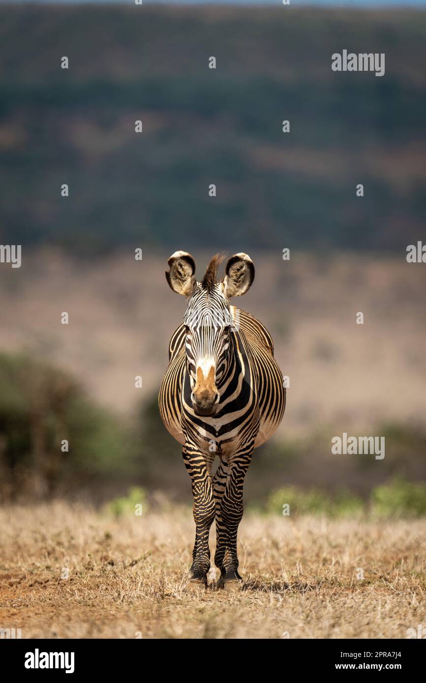 Grevy zebra stands on horizon facing camera Stock Photo