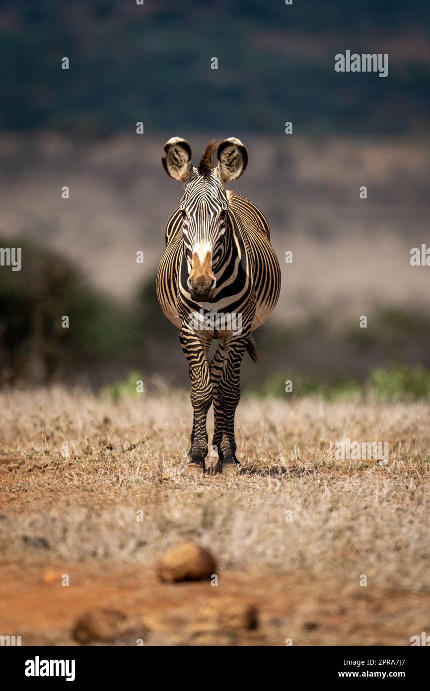 Grevy zebra stands on savannah facing camera Stock Photo