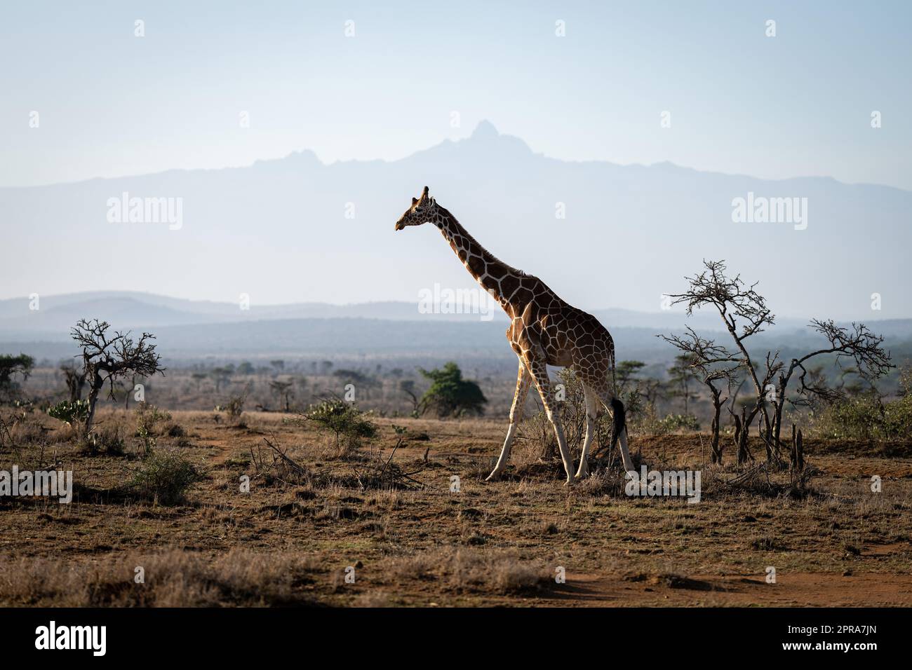 Savannah near mount kenya hi-res stock photography and images - Alamy