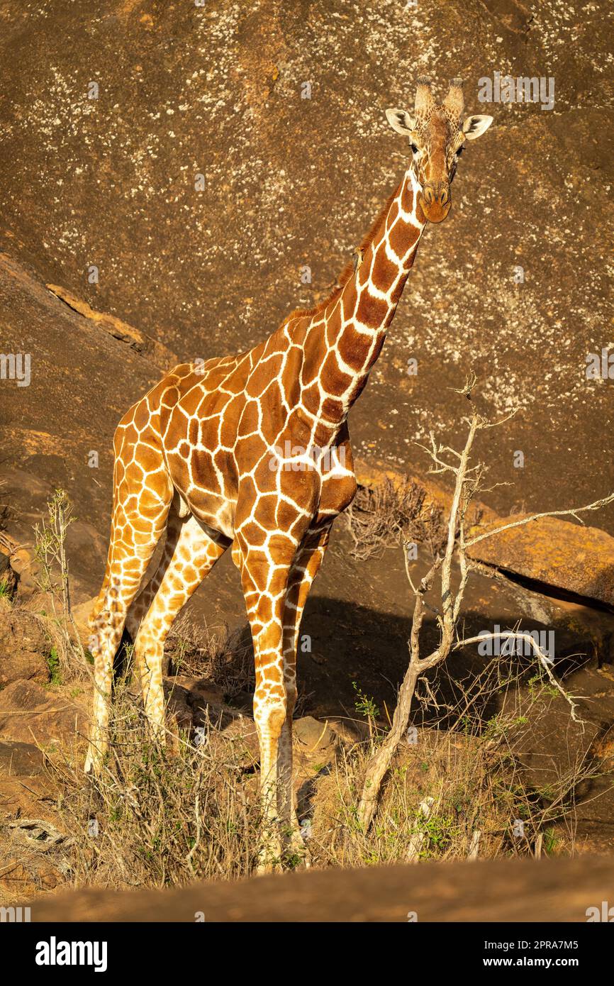 Reticulated giraffe stands near steep rock