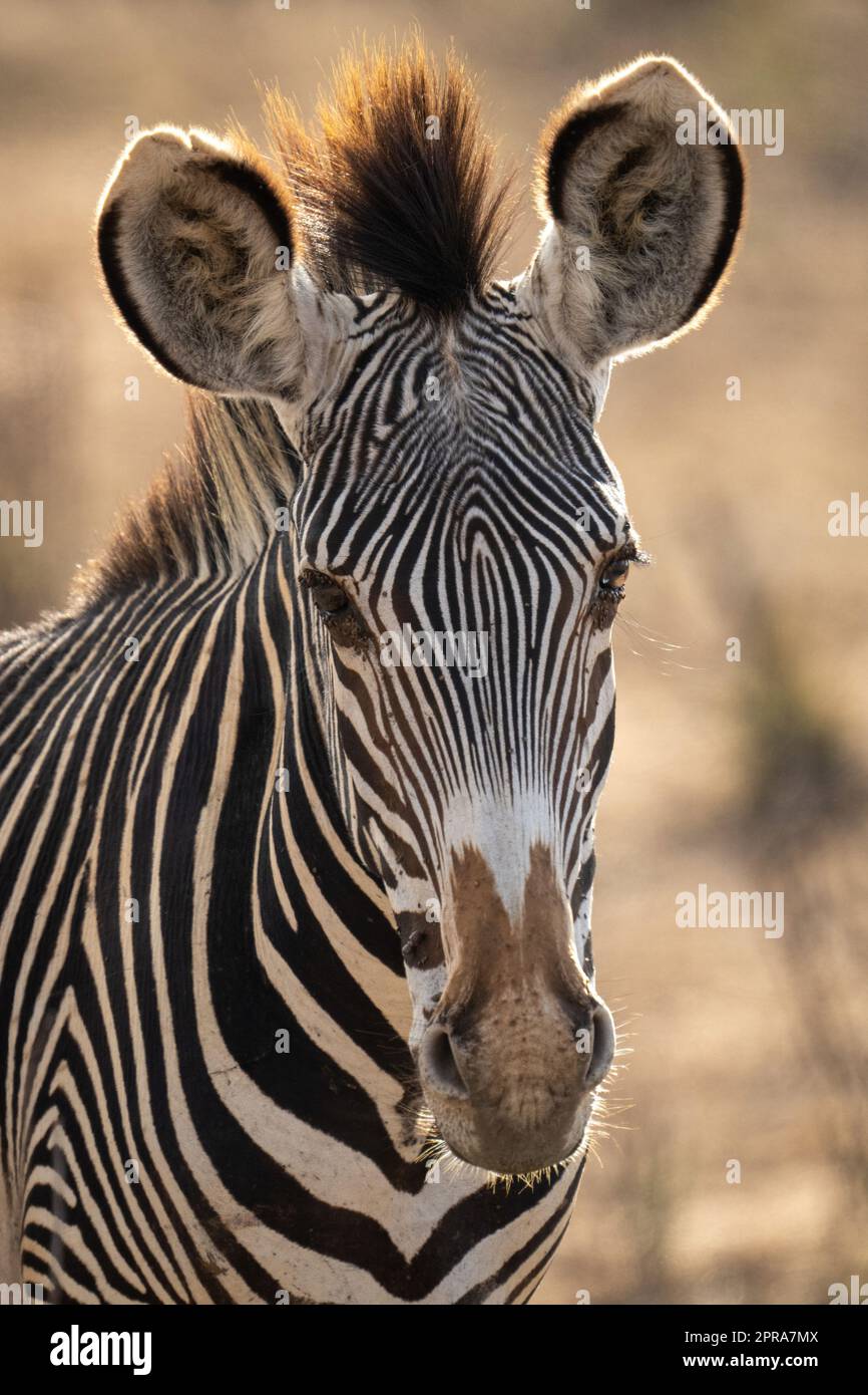 Close-up of Grevy zebra staring towards camera Stock Photo