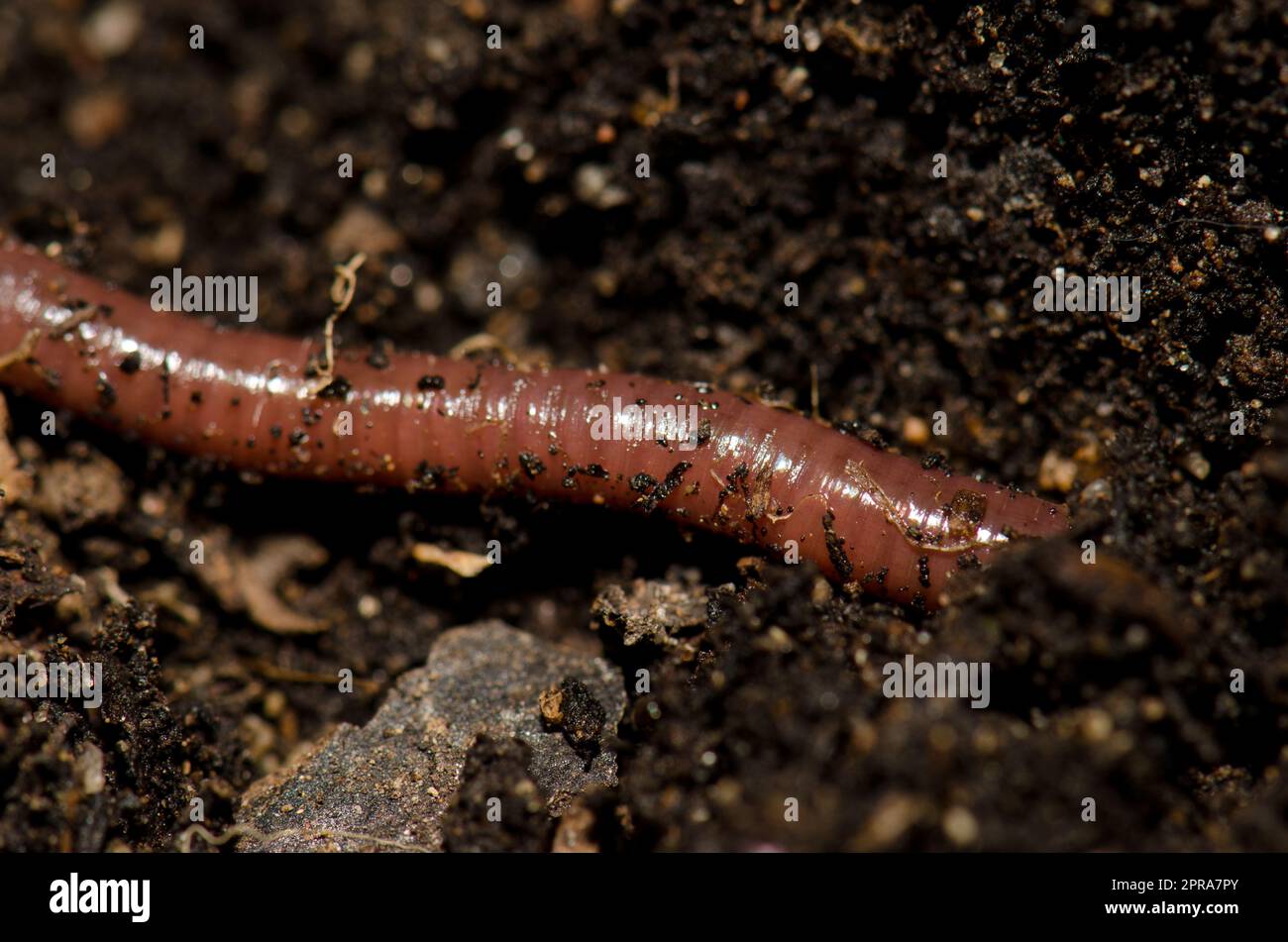 Earthworm underground hi-res stock photography and images - Alamy