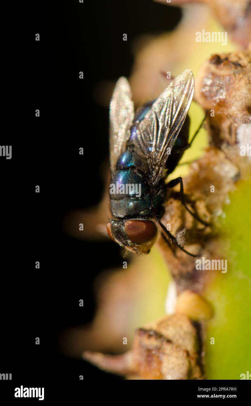 Common green bottle fly stock photo alamy